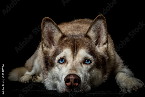 Fotomural portrait of siberian husky dog