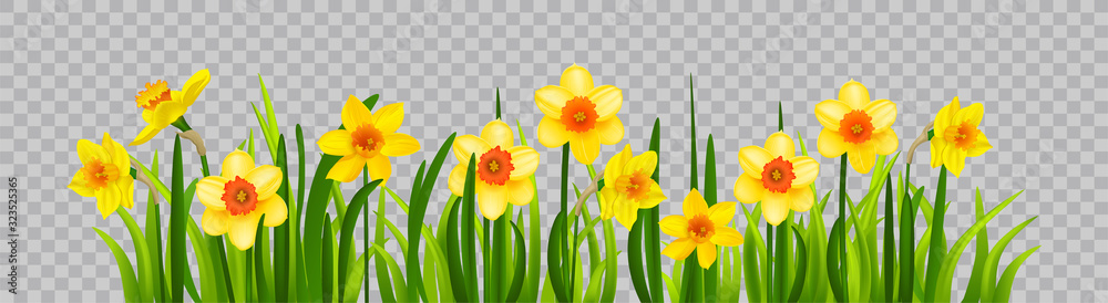 Isolated Easter blossom banner with daffodils - obrazy, fototapety, plakaty 
