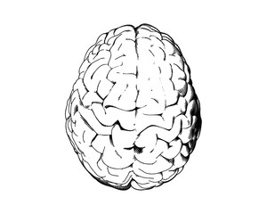 Wall Mural - Hemispheres human brain drawing illustration