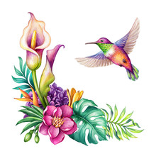 Digital Watercolor Botanical Illustration, Flying Humming Bird, Wild Tropical Flowers Isolated On White Background. Paradise Jungle Collage. Palm Leaves, Monstera, Calla Lily. Floral Arrangement