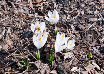 Wall Mural - white crocuses make their way through dry leaves..