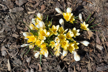 Wall Mural - yellow crocuses bloom in early spring on old dry foliage..