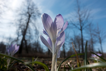 Wall Mural - violet crocus blooms in early spring on a bright background of blue sky