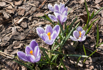 Wall Mural - violet crocuses bloom in early spring on old dry foliage..
