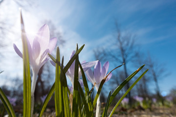 Wall Mural - violet crocuses blooms in early spring on a bright background of blue sky and the rays of the sun..