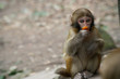 Monkey Rhesus Zhangdjiadjie