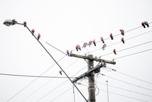 Australian Pink And Grey Galahs (Eolophus Roseicapilla) In A Flock Sitting On A Telephone Electrical Wire Pole On A Cloudy Day
