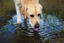 Labrador Retriever Dog Drinking Water From Puddle