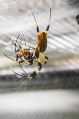 spider