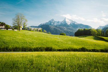 Wall Mural - idyllic landscape in the alps with blooming meadows in springtime