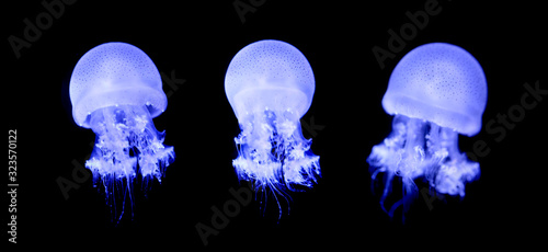 Small jellyfish or medusa of bright colorful. Poster Mural XXL