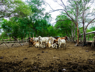 Group of cow, in a cattle farm in rural area in Thailand. Fence made with bamboo in a green environment.