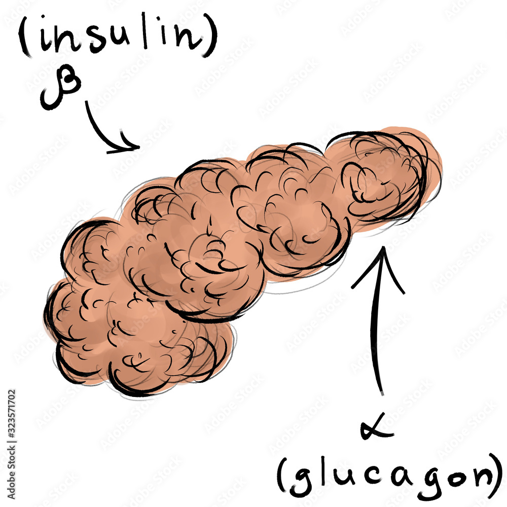 The pancreas and its hormones. Glucagon and insulin. Freehand sketchy ...