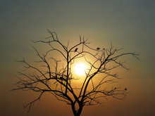 Silhouette Dead Tree With Twig Branches At Sunrise