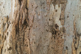 Fototapeta Desenie - old wood texture of bark of a tree