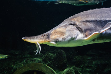 Wall Mural - large Beluga Kaluga fish swims under water