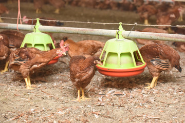 Poster - Poule Poulet volaille agriculture