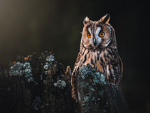 Long-eared Owl (Asio Otus) Sitting On The Tree. Beautiful Owl With Orange Eyes. Dark Background. Long-eared Owl In Forest.