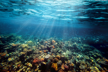 a underwater coral reef on the red sea