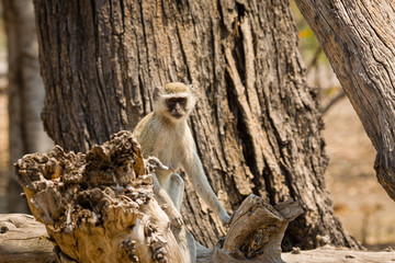 Wall Mural - Vervet Monkey