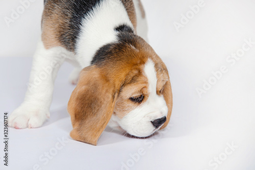 Cuadros en Lienzo Puppy beagle on a white background.