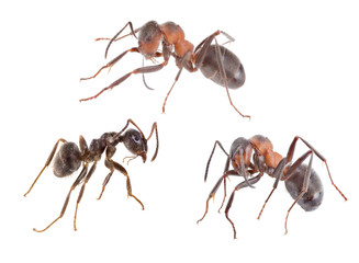 Wall Mural - three brown isolated ants