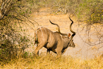 Canvas Print - Kudu