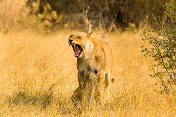 Wall Mural - Lion