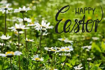 Wall Mural - English Calligraphy Happy Easter. Beautiful Scenery Of Daisy Flower Meadow In Spring Season. Green Grass Background Or Texture