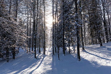 Wall Mural - Majestic winter landscape. frosty pine tree under sunlight at sunset. christmas holiday concept, unusual wonderful landscape. fantastic wintry background. instagram effect.