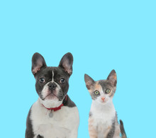 Dutiful French Bulldog And Curious Metis Cat Cub Looking Forward