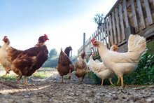Hens Raised In Freedom And Fed With Organic Food