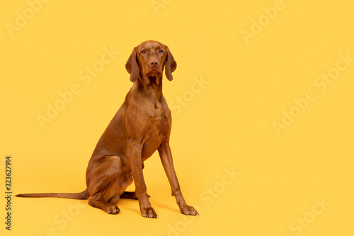 Dekoracja na wymiar  piekny-wegierski-vizsla-pies-portret-calego-ciala-pies-siedzacy-i-patrzacy-w-kamere