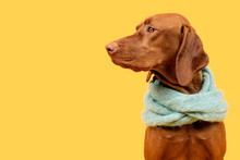 Beautiful Hungarian Vizsla Dog Wearing Scarf Side View Studio Portrait. Dog Sitting And Looking To The Side Over Bright Yellow Background.