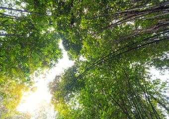 Wall Mural - Looking up at the lush bamboo forest