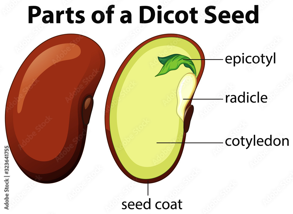 Diagram showing parts of dicot seed on white background Stock Vector |  Adobe Stock