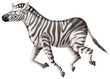 Wild zebra running on white background