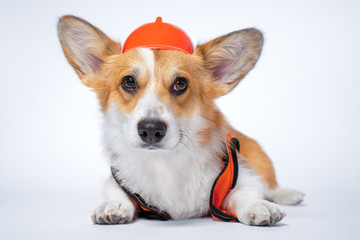 Wall Mural - Cute red and white corgi lays on the floor, wearing bright orange safety construction helmet  on white background.Guest worker