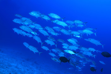 Wall Mural - Shoal of Bigeye trevally fish