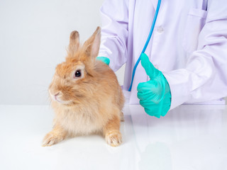 Vet hands wearing green gloves.Use hand to make a great symbol to show satisfaction That the treatment is successful.Small brown rabbit, cute fluffy hair