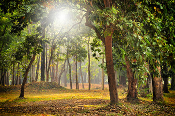 Beautiful mystical forest in the morning, nature background concept