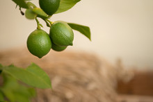 Extreme Close Up Of Fresh Limes Growing On Tree