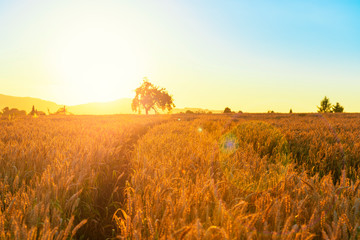 Canvas Print - Beautiful sunset on the wheat field.