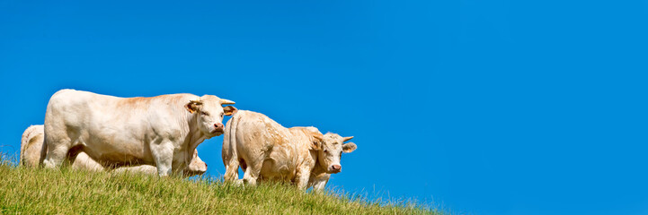 Wall Mural - Panorama of white cows on a hill, blue sky background