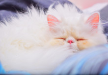 White Persian Cat Sleeping