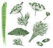 Sketch dill plant, herbs and spice seasoning