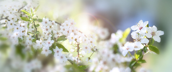 Wall Mural - Blooming cherry branches in spring