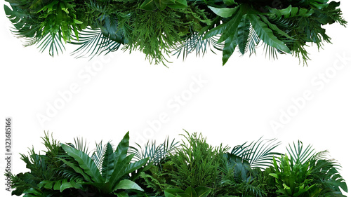 Fotografía Green leaves nature frame layout of tropical plants bush (Monstera, palm, fern, rubber plant, pine, birds nest fern) foliage floral arrangement on white background with clipping path