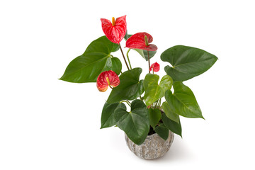 Wall Mural - Flamingoblume (anthurium scherzerianum)