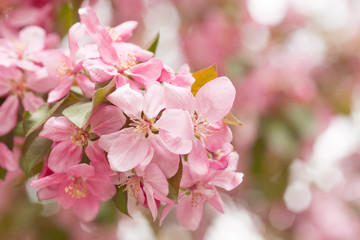 Chinese flowering crab-apple blooming. pink bud on a apple tree branch in spring bloom full of bright light as warm season orchard concept